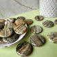 Bumblebee Jasper Flat - MEDIUM